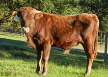 Chex Mate x Setting Sun bull calf