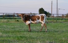 G3 Cover Me in Sunshine