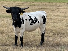 Silver Wings/Irish Luck Heifer
