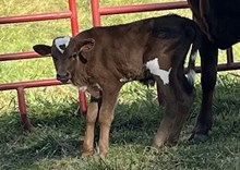 2025 Bull (Dally Up)