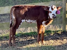 2025 Heifer (Ariel Safari)