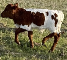Sunny's bull calf