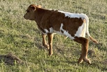 Bevelyn's bull calf