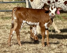 2025 Heifer (Ariel Safari)
