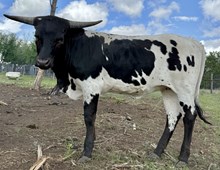  NRR Good Friday Luck