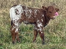 2025 Heifer (Cosmic Temptation)