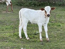 Final advance heifer 